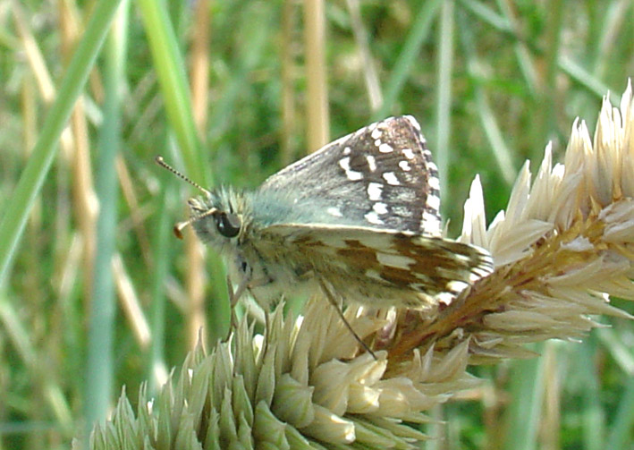 Hesperiidae: Pyrgus armoricanus